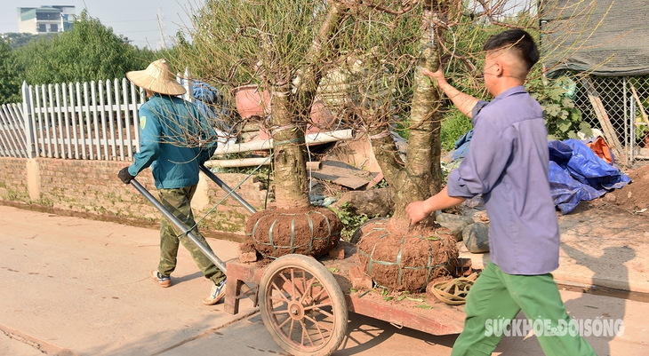 Nông dân kiếm bạc triệu mỗi ngày nhờ đánh 'đào khủng'- Ảnh 1.