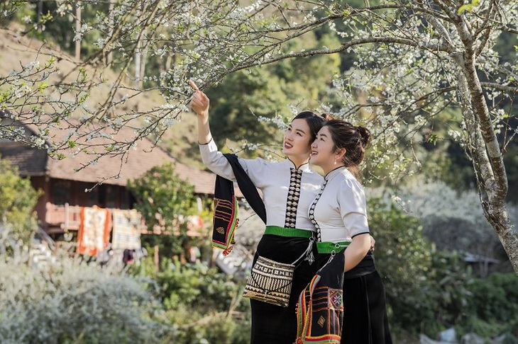Vẻ đẹp thanh khiết, tinh khôi của hoa mận thu hút khách đến Điện Biên - Ảnh 2. Vẻ đẹp thanh khiết, tinh khôi của hoa mận thu hút khách đến Điện Biên - Ảnh 2.