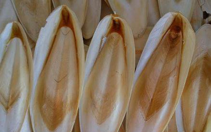 Cách sử dụng mai mực hỗ trợ chữa đau dạ dày
