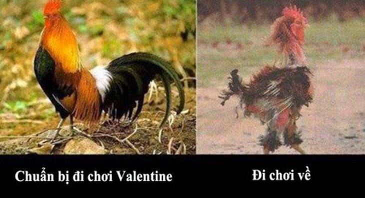 Những hình ảnh hài hước ngày Valentine 14/2 - Ảnh 9.