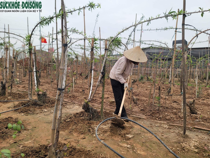 Làng đào Nhật Tân tất bật chăm sóc cây sau Tết - Ảnh 4.