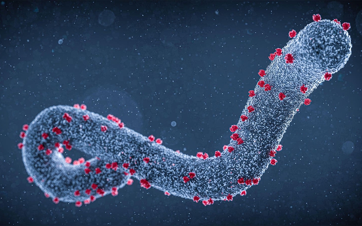 Những điều cần biết về virus Marburg gây bệnh sốt xuất huyết