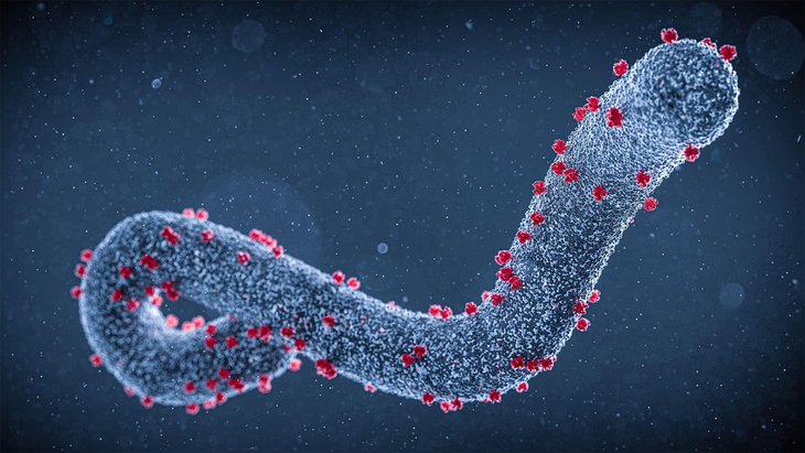 Những điều cần biết về virus Marburg gây bệnh sốt xuất huyết - Ảnh 2. Những điều cần biết về virus Marburg gây bệnh sốt xuất huyết - Ảnh 2.