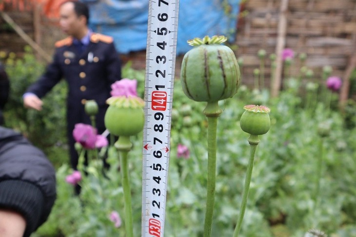 Liên tiếp phát hiện người dân sản xuất ma túy "tại nhà" - Ảnh 2.