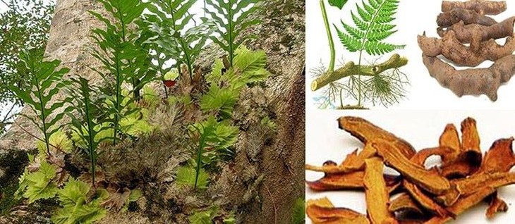 Cá ngựa – lưu thông khí huyết, cường dương - Ảnh 4.