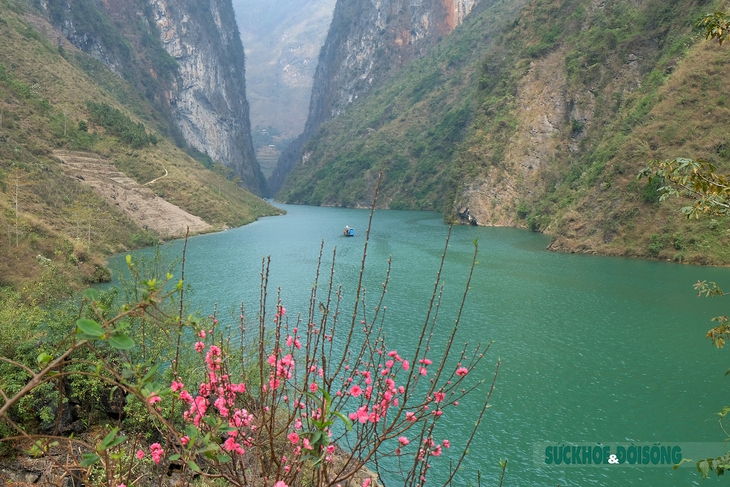 Ngắm "nàng thơ" giữa cao nguyên đá Hà Giang - Ảnh 4.