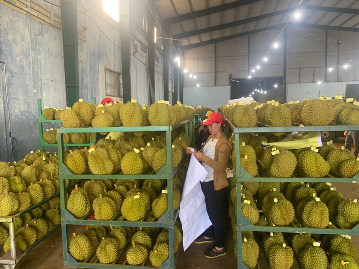 Nông sản Việt nhộn nhịp xuất khẩu sang thị trường Trung Quốc - Ảnh 1. Nông sản Việt nhộn nhịp xuất khẩu sang thị trường Trung Quốc - Ảnh 1.