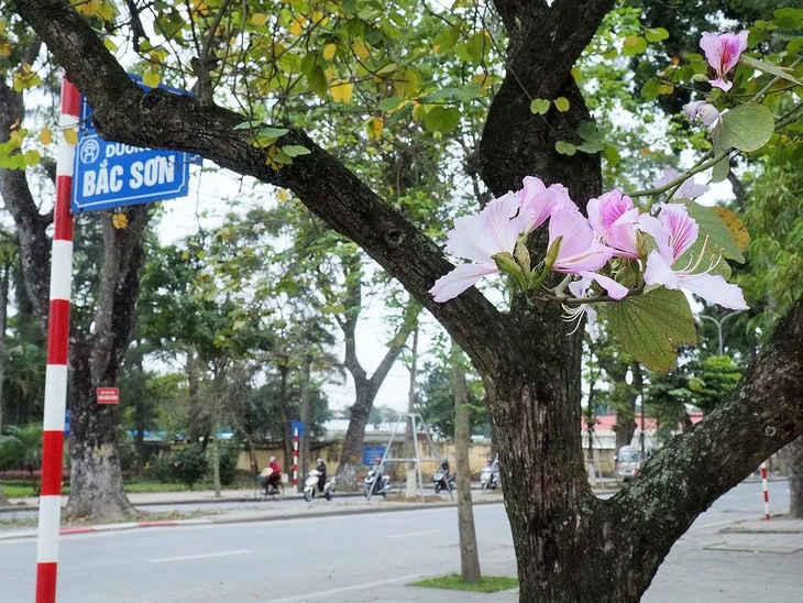 Những địa điểm check-in đẹp nhất Hà Nội mùa cây thay lá, mùa hoa khoe sắc thắm - Ảnh 11. Những địa điểm check-in đẹp nhất Hà Nội mùa cây thay lá, mùa hoa khoe sắc thắm - Ảnh 11.
