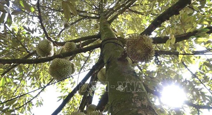 Khuyến cáo phát triển sầu riêng ồ ạt sẽ dẫn đến hậu quả khó lường - Ảnh 1.