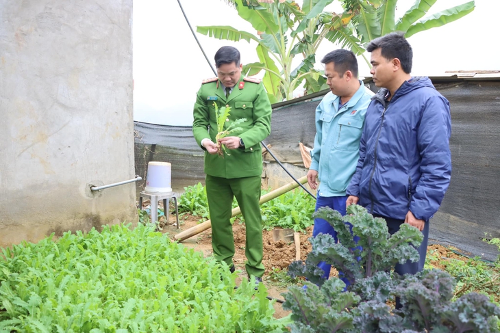 Bí mật trồng hơn 1.000 cây thuốc phiện trong vườn nhà - Ảnh 1.