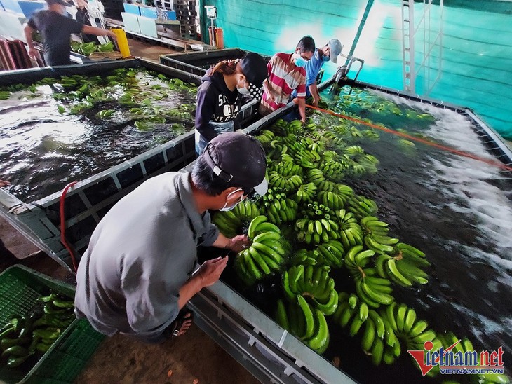 Một tỉnh xuất đi nửa triệu tấn chuối, đặc sản Việt dần chiếm lĩnh thị phần ở Trung Quốc - Ảnh 1.
