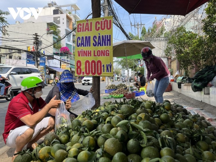 Đua nhau trồng rồi ‘vỡ trận’: Cam sành đang phải ‘giải cứu’, bưởi giá rẻ như cho - Ảnh 1.