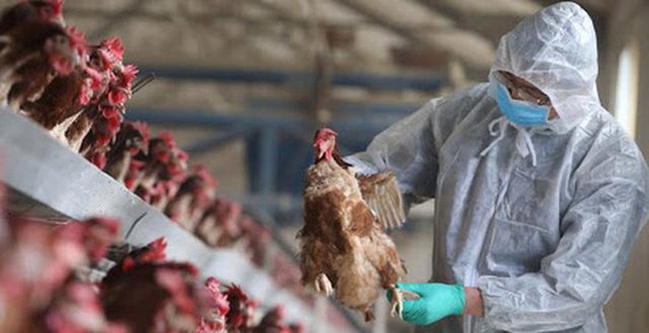 Cúm gia cầm lây sang người bằng cách nào, có cần xét nghiệm cúm không?- Ảnh 1. Cúm gia cầm lây sang người bằng cách nào, có cần xét nghiệm cúm không?- Ảnh 1.