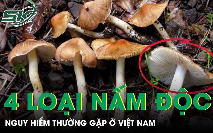 4 loại nấm độc nguy hiểm thường gặp ở Việt Nam