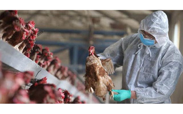 Campuchia có ca tử vong vì cúm H5N1, Viện Pasteur TP.HCM gửi công văn khẩn tới 20 tỉnh, thành