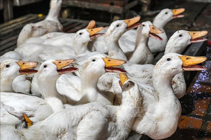 WHO đánh giá nguy cơ lây lan virus cúm gia cầm H5N1 tại Campuchia - Ảnh 1. WHO đánh giá nguy cơ lây lan virus cúm gia cầm H5N1 tại Campuchia - Ảnh 1.