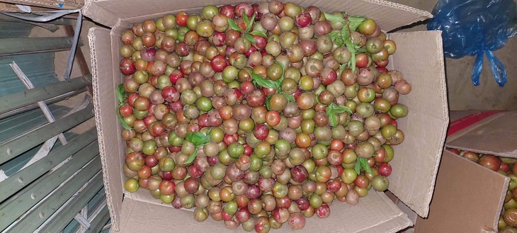 Vì sao mận trái mùa giá đắt gấp 5 lần mận chính vụ vẫn hút khách? - Ảnh 1. Vì sao mận trái mùa giá đắt gấp 5 lần mận chính vụ vẫn hút khách? - Ảnh 1.