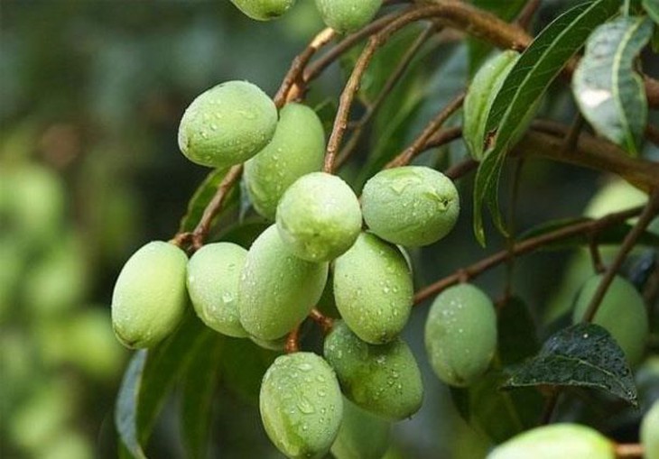 Quả trám – vị thuốc giải rượu, chữa ho nhiều đờm - Ảnh 2.
