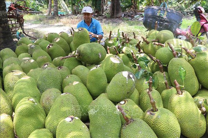 Sau Tết, giá mít Thái tăng hơn 20.000 đồng/kg - Ảnh 1.