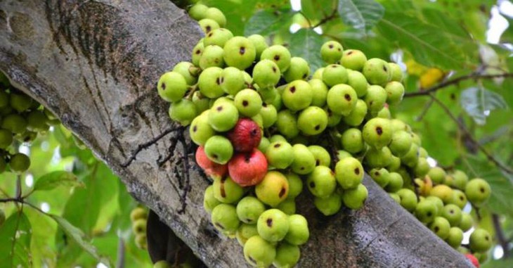 Cây sung – vị thuốc quý chữa bệnh - Ảnh 1. Cây sung – vị thuốc quý chữa bệnh - Ảnh 1.