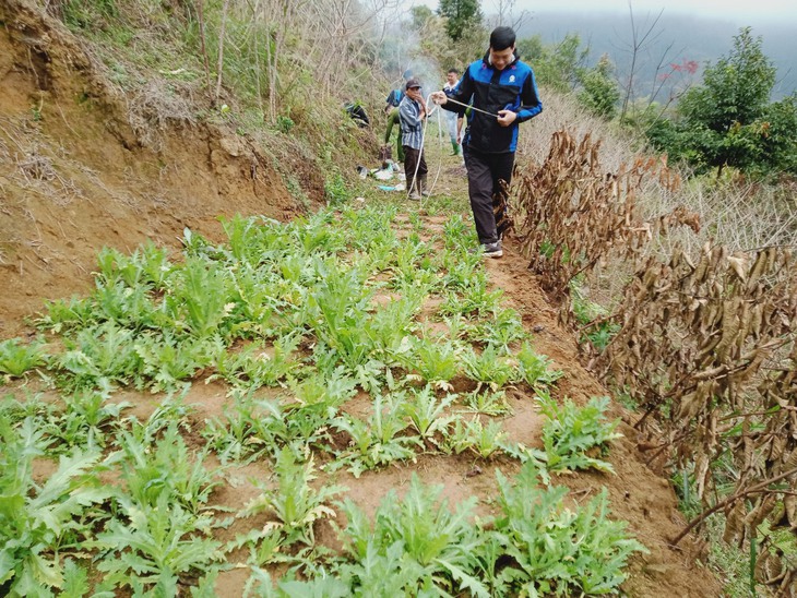 Triệt phá hơn 400 cây thuốc phiện trồng trong vườn nhà - Ảnh 1.