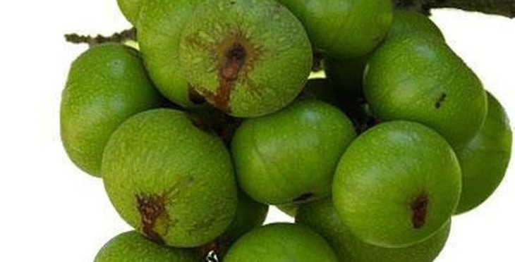 Cây sung – vị thuốc quý chữa bệnh - Ảnh 3. Cây sung – vị thuốc quý chữa bệnh - Ảnh 3.