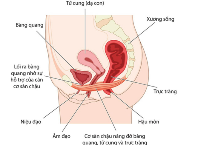 Sàn chậu ảnh hưởng đến thai kỳ thế nào? - Ảnh 2.