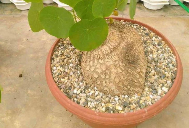 Bình vôi – vị thuốc an thần, chữa bệnh đường tiêu hóa - Ảnh 2.