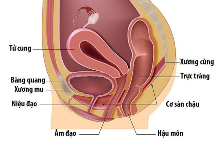 Rối loạn vùng chậu gây rối loạn chức năng tình dục thế nào? - Ảnh 4. Rối loạn vùng chậu gây rối loạn chức năng tình dục thế nào? - Ảnh 4.