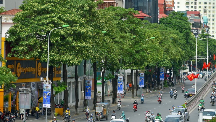 'Tỉa bớt cây hoa sữa ở tuyến phố trồng quá dày là cần thiết' - Ảnh 2.