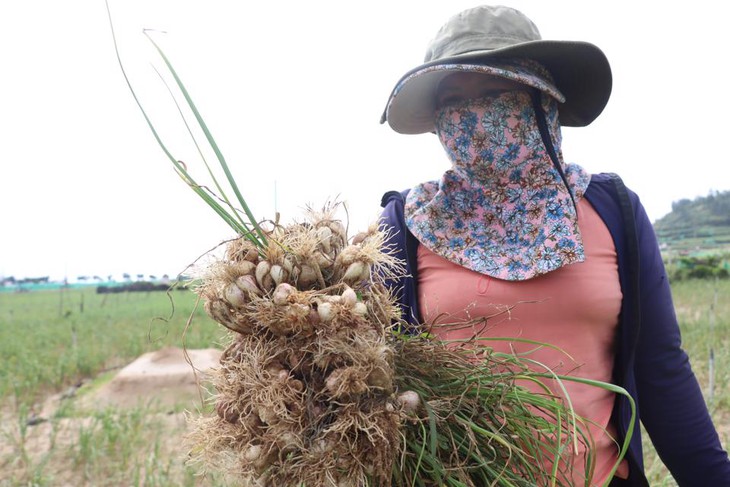 Nhận diện tỏi nhập lậu giả mạo Lý Sơn - Ảnh 2.