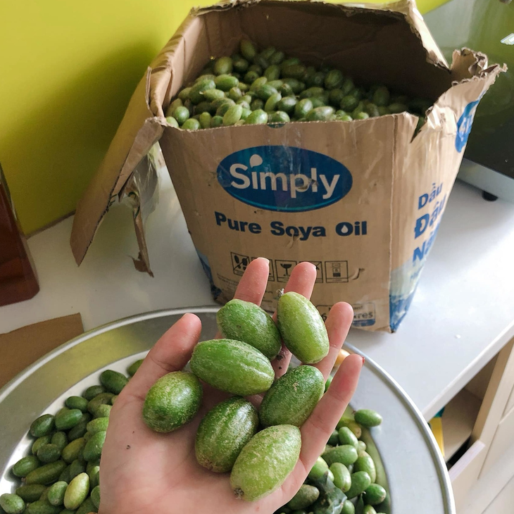 Quả nhót đầu mùa giá tới 100.000 đồng/kg vẫn cháy hàng - Ảnh 3. Quả nhót đầu mùa giá tới 100.000 đồng/kg vẫn cháy hàng - Ảnh 3.