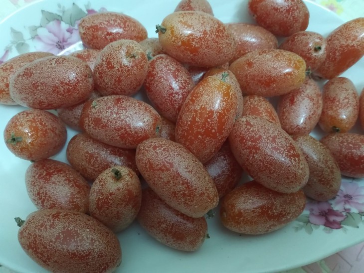 Quả nhót đầu mùa giá tới 100.000 đồng/kg vẫn cháy hàng - Ảnh 2. Quả nhót đầu mùa giá tới 100.000 đồng/kg vẫn cháy hàng - Ảnh 2.