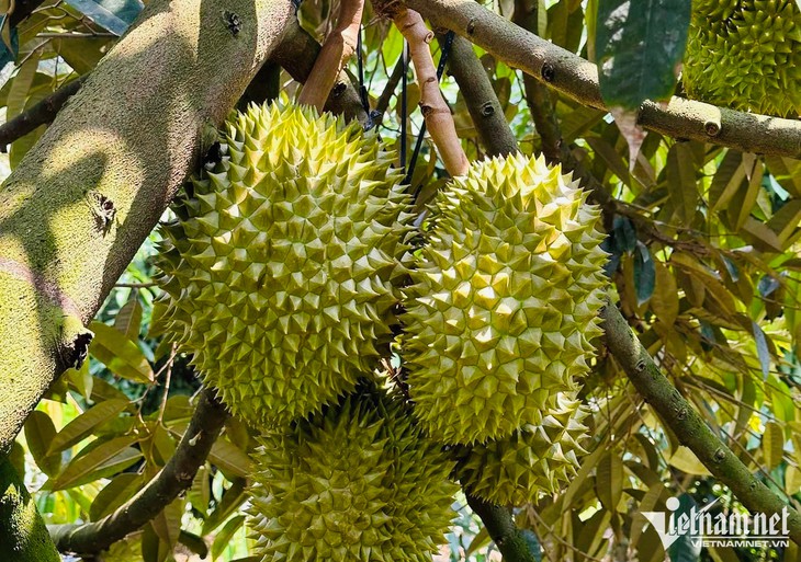 Những con số kỷ lục lịch sử về trái sầu riêng Việt Nam - Ảnh 1.