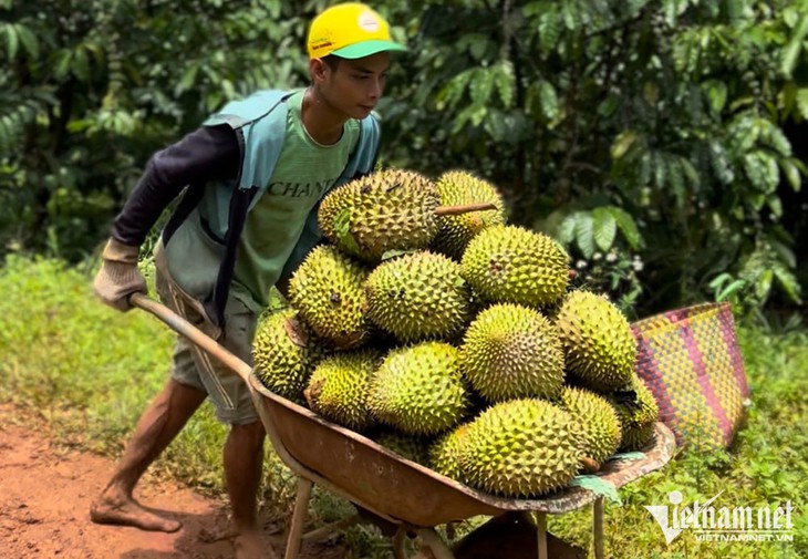 Những con số kỷ lục lịch sử về trái sầu riêng Việt Nam - Ảnh 2.