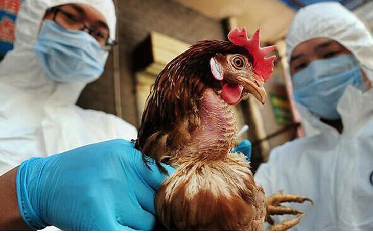 Chống cúm gia cầm, Đồng Tháp yêu cầu giám sát ca bệnh viêm phổi nặng do virus
