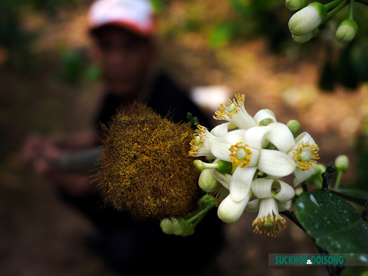 Nghề thụ phấn bằng tay cho bưởi "mang bầu" - Ảnh 2.