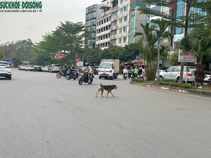 Nhan nhản tình trạng chó thả rông, không rọ mõm ở Hà Nội - Ảnh 1.