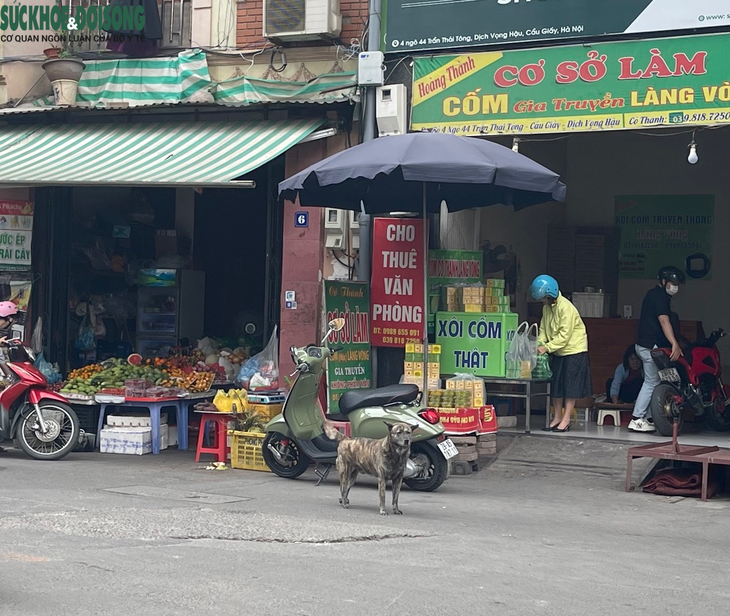 Nhan nhản tình trạng chó thả rông, không rọ mõm ở Hà Nội - Ảnh 2.