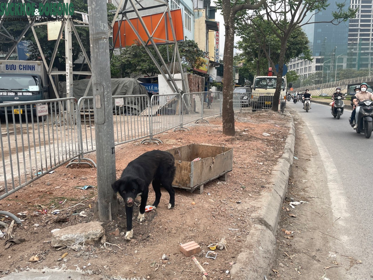 Nhan nhản tình trạng chó thả rông, không rọ mõm ở Hà Nội - Ảnh 5.