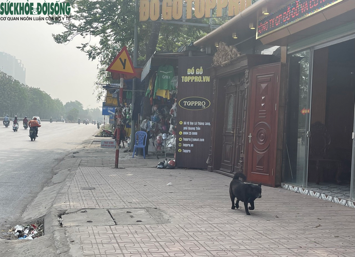 Nhan nhản tình trạng chó thả rông, không rọ mõm ở Hà Nội - Ảnh 7.