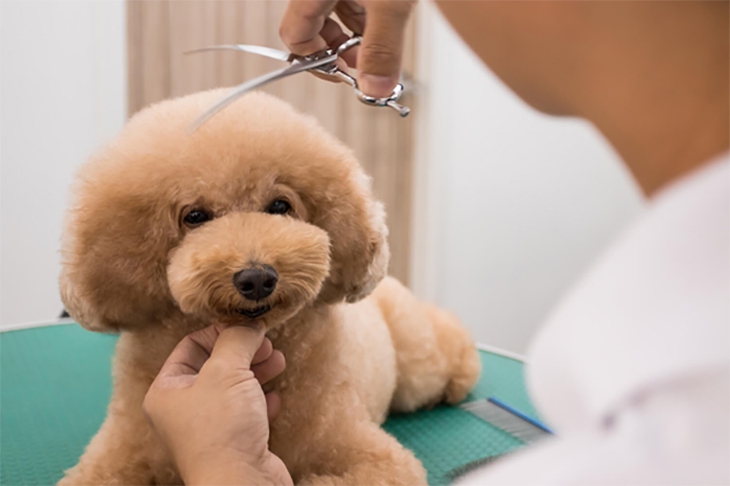 Vi khuẩn đa kháng thuốc có thể lây truyền giữa người và vật nuôi - Ảnh 2. Vi khuẩn đa kháng thuốc có thể lây truyền giữa người và vật nuôi - Ảnh 2.