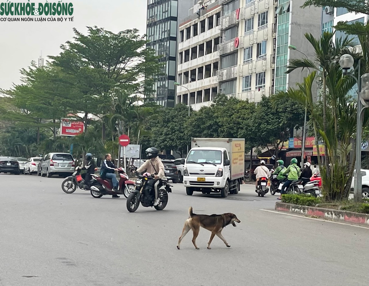 Ám ảnh chó thả rông, không rọ mõm - Ảnh 1.