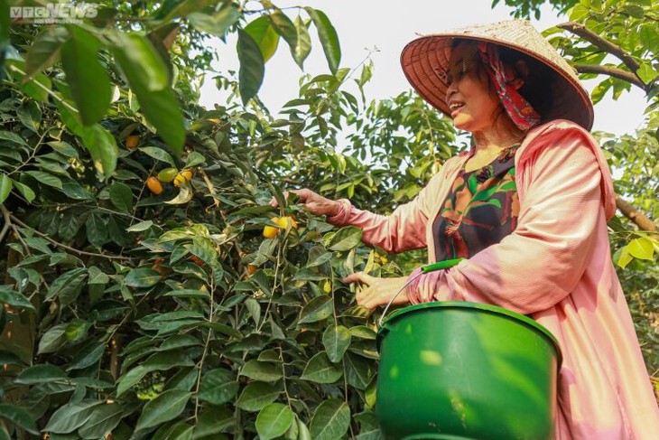 Nhót được mùa, mất giá: Mua tại vườn rẻ bèo, tiểu thương bán đắt gấp 5 lần - Ảnh 1. Nhót được mùa, mất giá: Mua tại vườn rẻ bèo, tiểu thương bán đắt gấp 5 lần - Ảnh 1.
