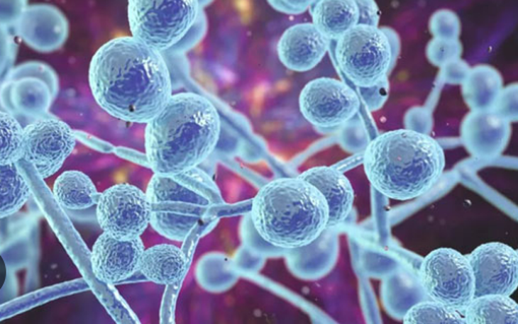 Lựa chọn mới điều trị nhiễm nấm Candida xâm lấn