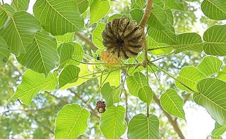 Nhiều học sinh ngộ độc do ăn quả ngô đồng (ảnh minh họa).