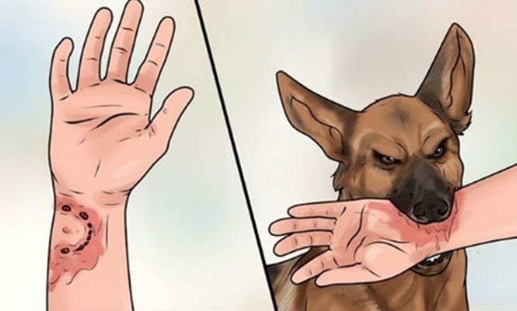 Nghệ An: Nỗi lo về bệnh dại trong mùa nắng nóng - Ảnh 1.