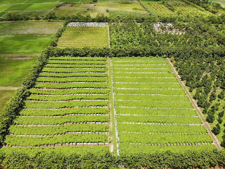 Bài thuốc đông y hỗ trợ điều trị bệnh viêm da cơ địa - Ảnh 3.