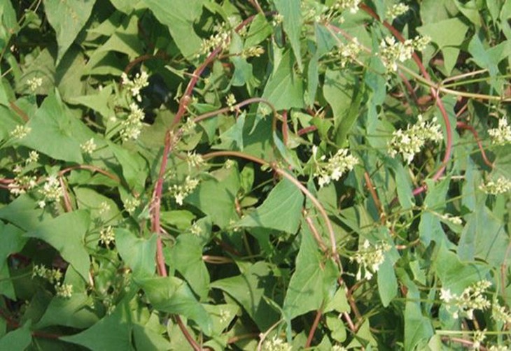 Hà thủ ô - ích huyết, khỏe gân cốt - Ảnh 1.
