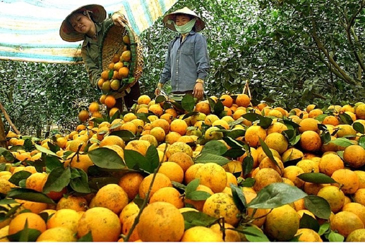 Cam Cao Phong có gì đặc biệt để xuất khẩu sang Anh? - Ảnh 2.